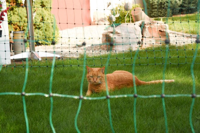 Katzennetz Einzelspitze 77 cm, 25 m elektrifizierbar