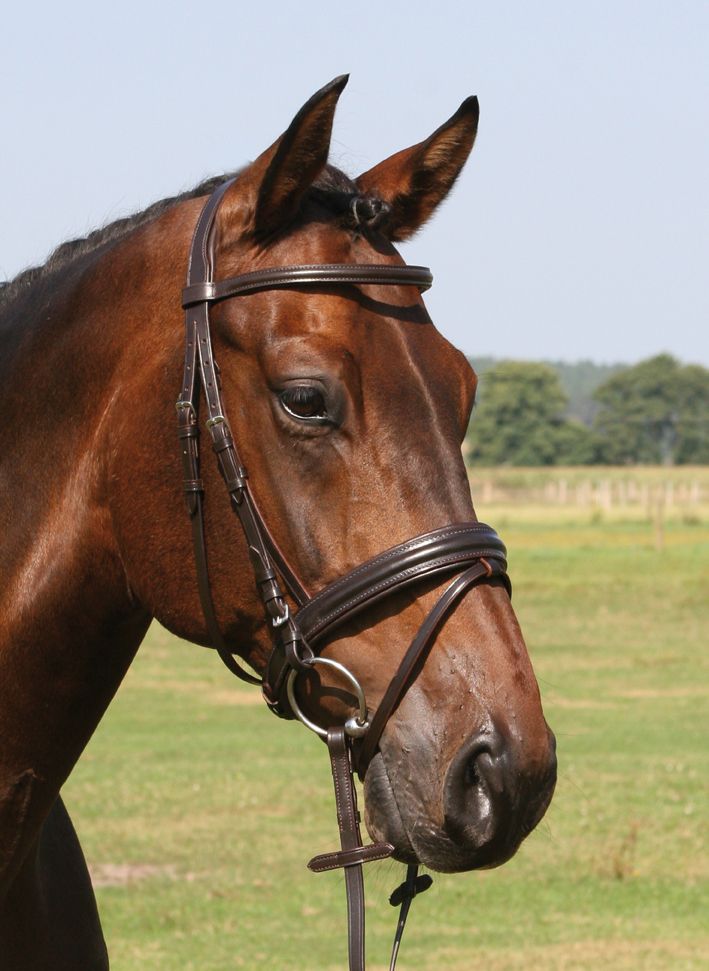 Trense Bad Harzburg - Hans Melzer