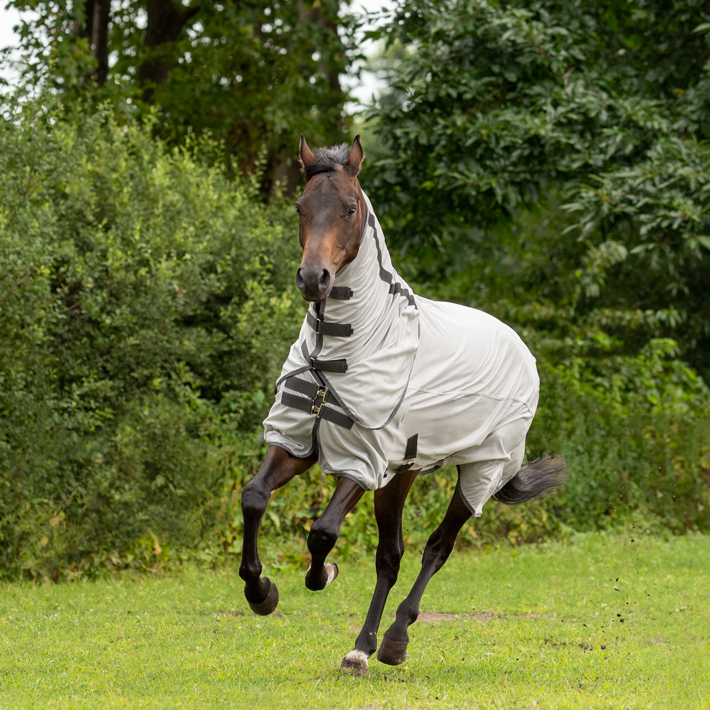 Outdoor-Fliegendecke Sunshine II