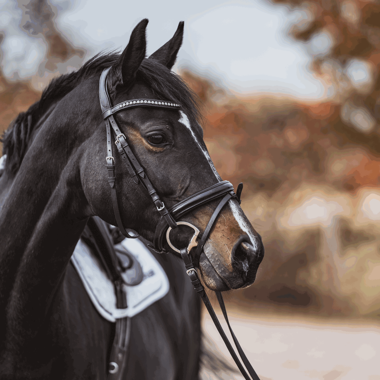 Dynamic RS Olivenkopfgebiss mit D-förmigen Ring 16 mm einfach gebrochen