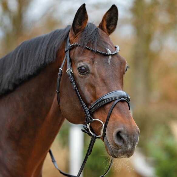 Trense  Noblesse Passier