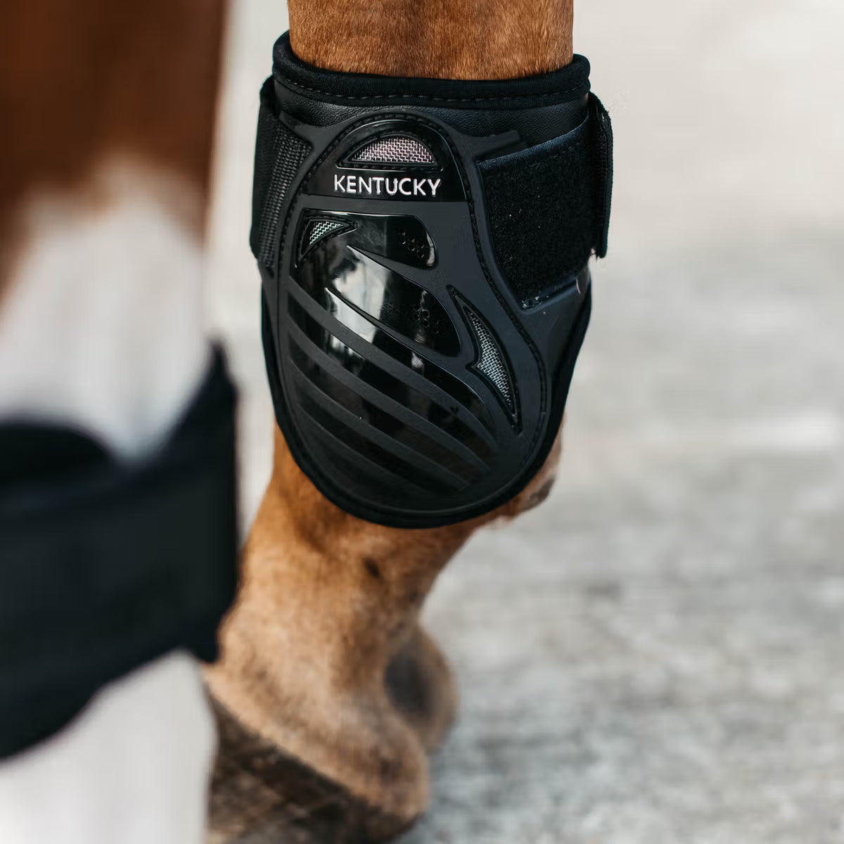 Kentucky Streichkappen young horse